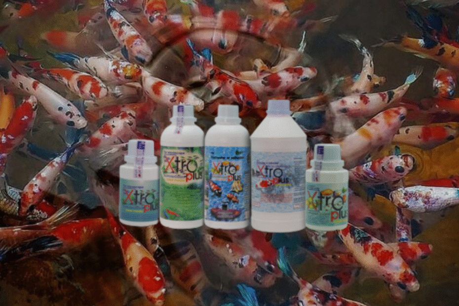 Ini Manfaat Probiotik untuk Ikan Koi