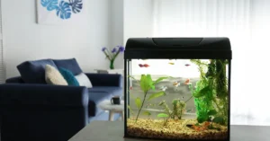 Jenis Ikan Hias untuk Kantor yang Bikin Betah!