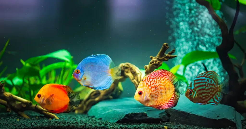 Variasi Makanan Ikan Hias