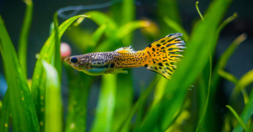 Jenis Ikan Hias Air Tawar yang Cocok Untuk Pemula