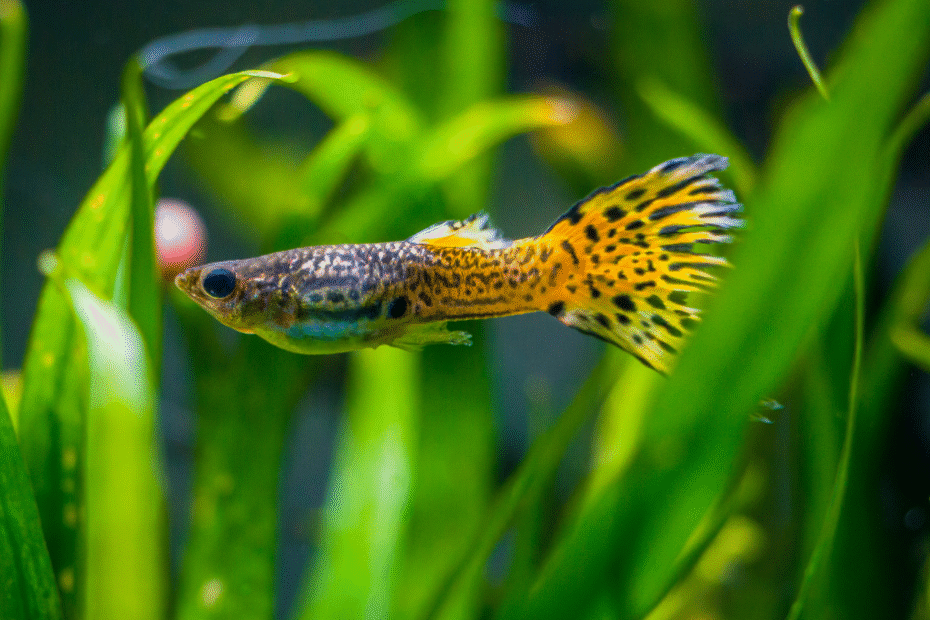 Jenis Ikan Hias Air Tawar yang Cocok Untuk Pemula