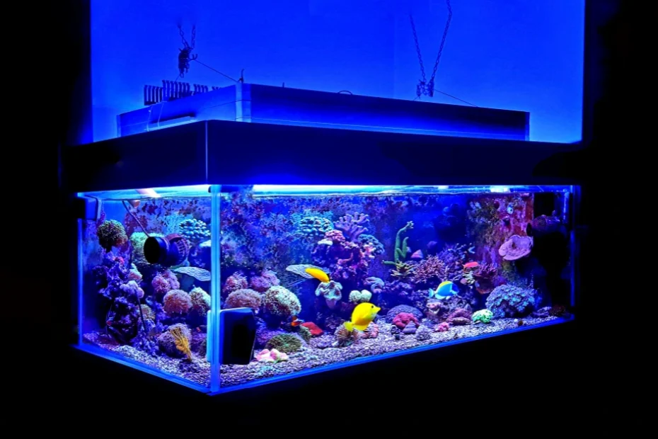 Cara Karantina Ikan Baru yang Benar