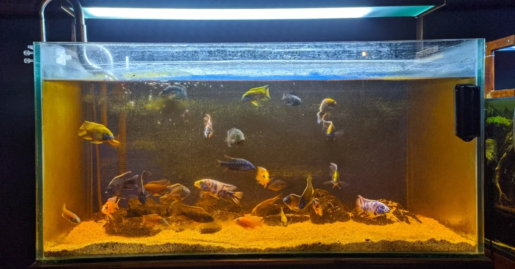 10 Pilihan Ikan Hias Kecil untuk Nano Tank