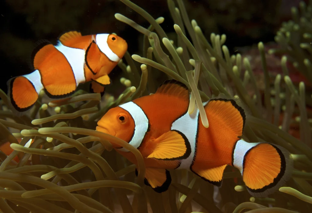 Bagaimana Habitat Ikan Clownfish Sebenarnya
