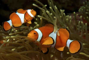 Bagaimana Habitat Ikan Clownfish Sebenarnya