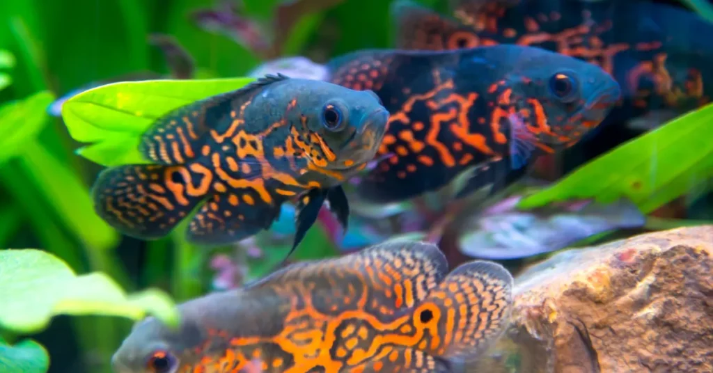 Fakta & Cara Melatih Ikan Oscar Cerdas