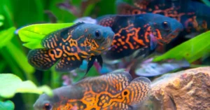 Fakta & Cara Melatih Ikan Oscar Cerdas