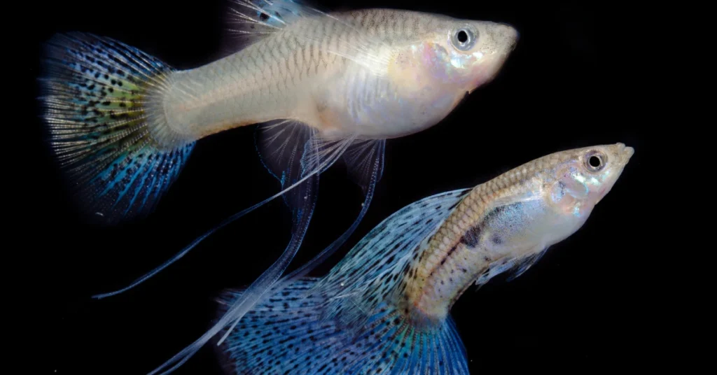 Makanan Ikan Guppy Terbaik untuk Pertumbuhan Cepat