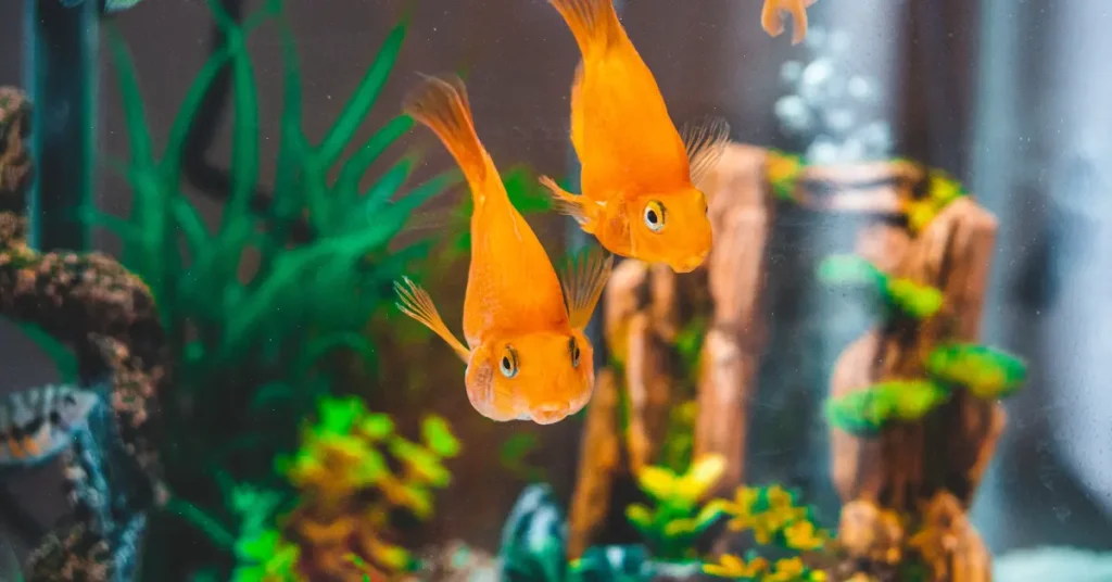 Tips Membeli Ikan Hias Online