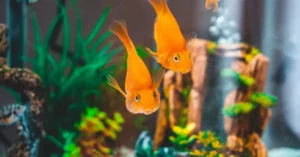 Tips Membeli Ikan Hias Online