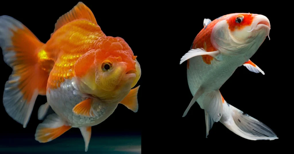 Ikan Goldfish VS Koi: Berikut Perbandingan Lengkapnya