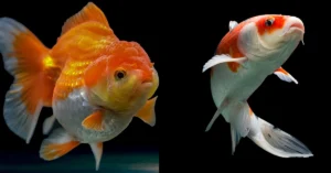 Ikan Goldfish VS Koi: Berikut Perbandingan Lengkapnya