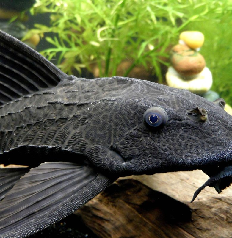 Ikan Sapu-sapu Pembersih Sebagai Pahlawan Akuarium