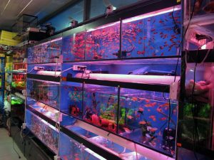 Peluang Bisnis Ikan Hias untuk Pemula