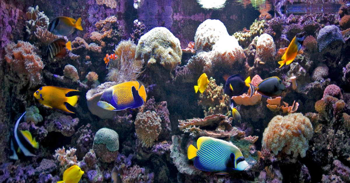 Manfaat Memelihara Ikan Hias untuk Kesehatan Mental