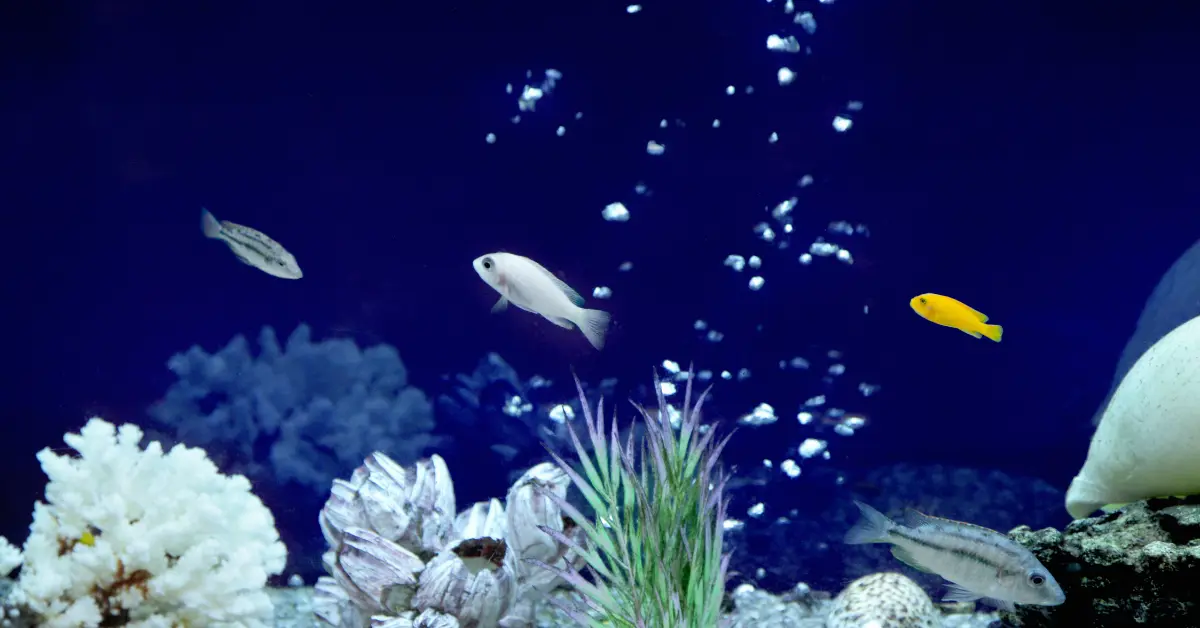 pH Air Akuarium yang Ideal Untuk Ikan Hias