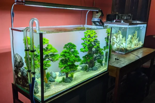 Cara Membuat Filter Akuarium Sendiri Secara Sederhana