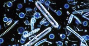 Cara Paling Ampuh Mengatasi Alga Coklat di Akuarium