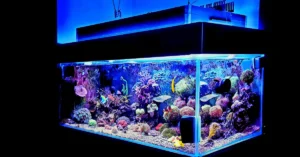 Lampu Akuarium untuk Pertumbuhan Tanaman