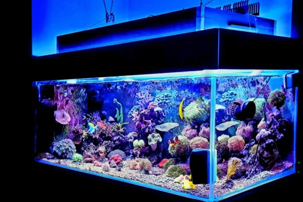 Lampu Akuarium untuk Pertumbuhan Tanaman