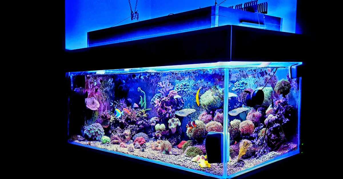 Lampu Akuarium untuk Pertumbuhan Tanaman