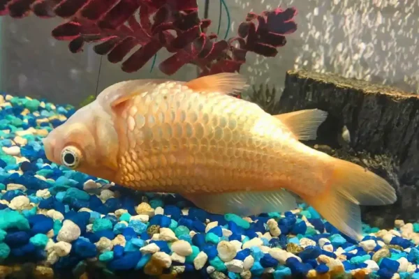 Penyebab Ikan Hias Berenang Miring Dan Cara Mengatasinya