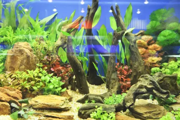 Perawatan Akuarium Air Laut vs Air Tawar