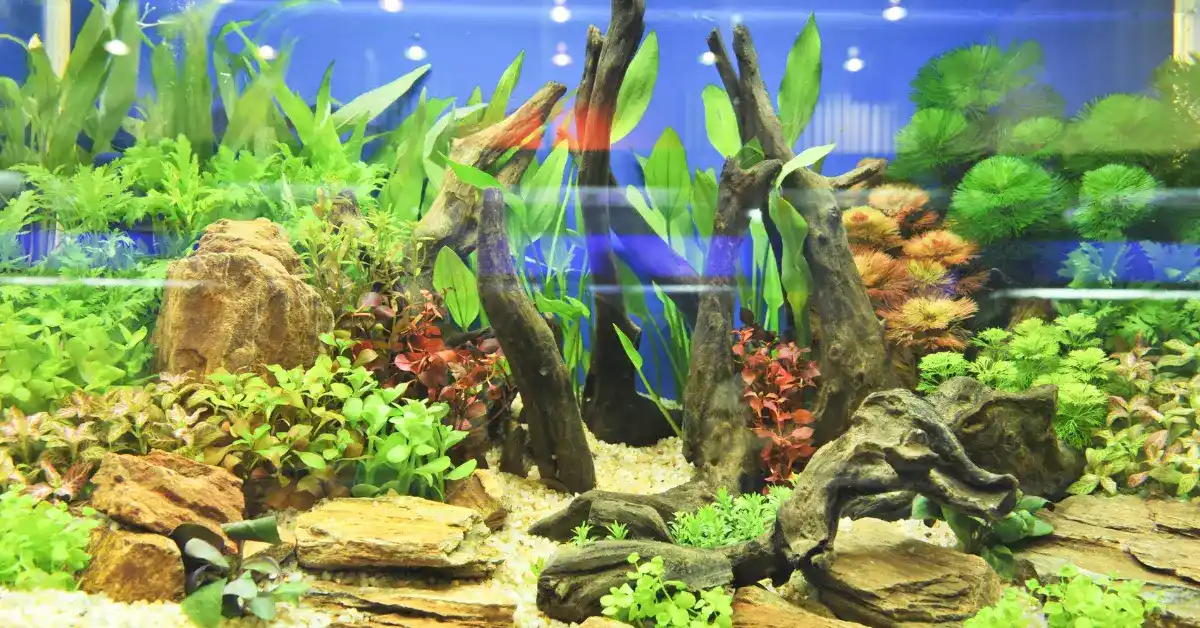 Perawatan Akuarium Air Laut vs Air Tawar