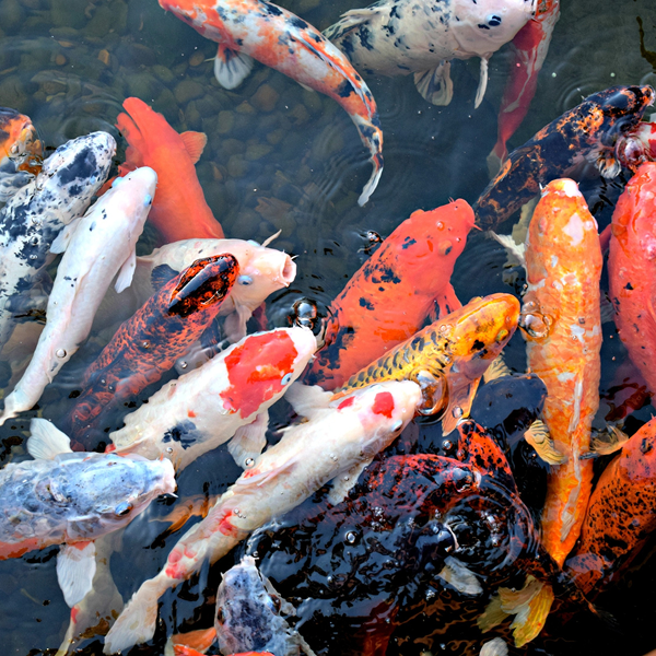 probiotik kolam koi
