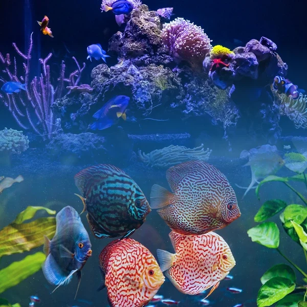 probiotik ikan hias