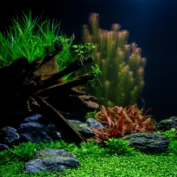 probiotik aquascape
